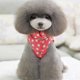 thumbnail image 4 of Perro Mascota Chaleco Reversible Prendas para proteger Chaqueta Sin Gloria none, 4 of 9