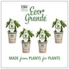 4-Pack, 4.25 in. Eco+Grande, Dolce Fresca Basil, Live Plant, Herb