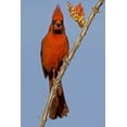 thumbnail image 2 of Illg, Cathy and Gordon 13x18 Gold Ornate Wood Framed with Double Matting Museum Art Print Titled - Arizona Male cardinal eating ocotillo blossom, 2 of 4
