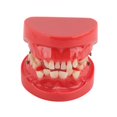 thumbnail image 2 of Dental Typodont Orthodontic Teeth Model Teaching Tool 24 Teeth Resin Dental Demonstration Study Model, 2 of 5