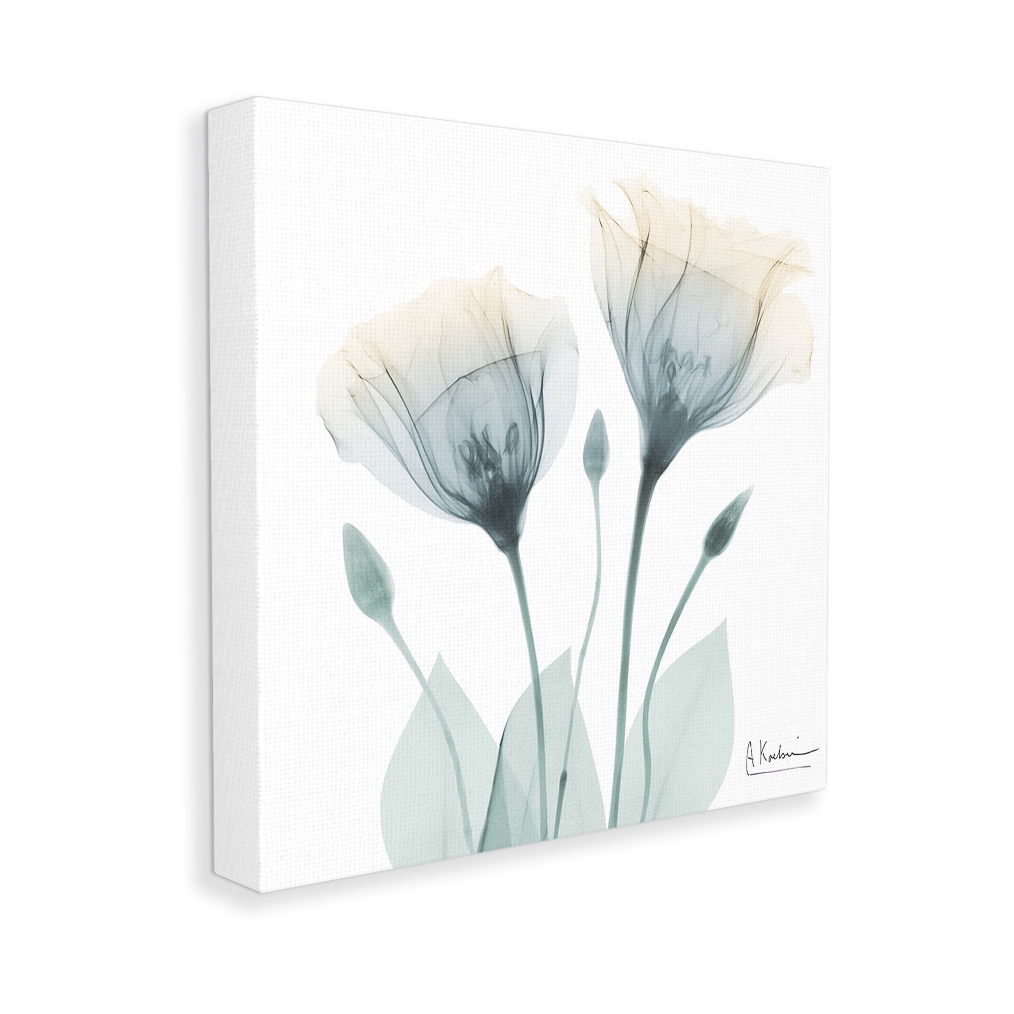 Stupell Industries Opaque Tulip Duo Botanical & Floral Photography Gallery Wrapped Canvas Art Print Wall Art, 36 x 36