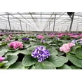 thumbnail image 2 of Optimara African Violet (1 Plant) Live Indoor Flowering Houseplant, 4 Inch Grower's Choice, Assorted Varieties and Colors, 2 of 5