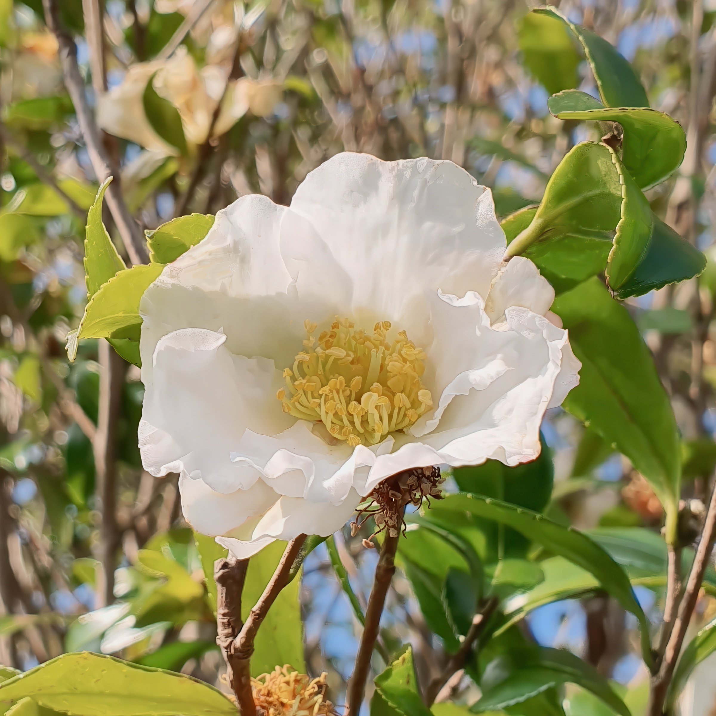 National Plant Network 3 gal. Camellia Sasanqua Northern Exposure Shrub