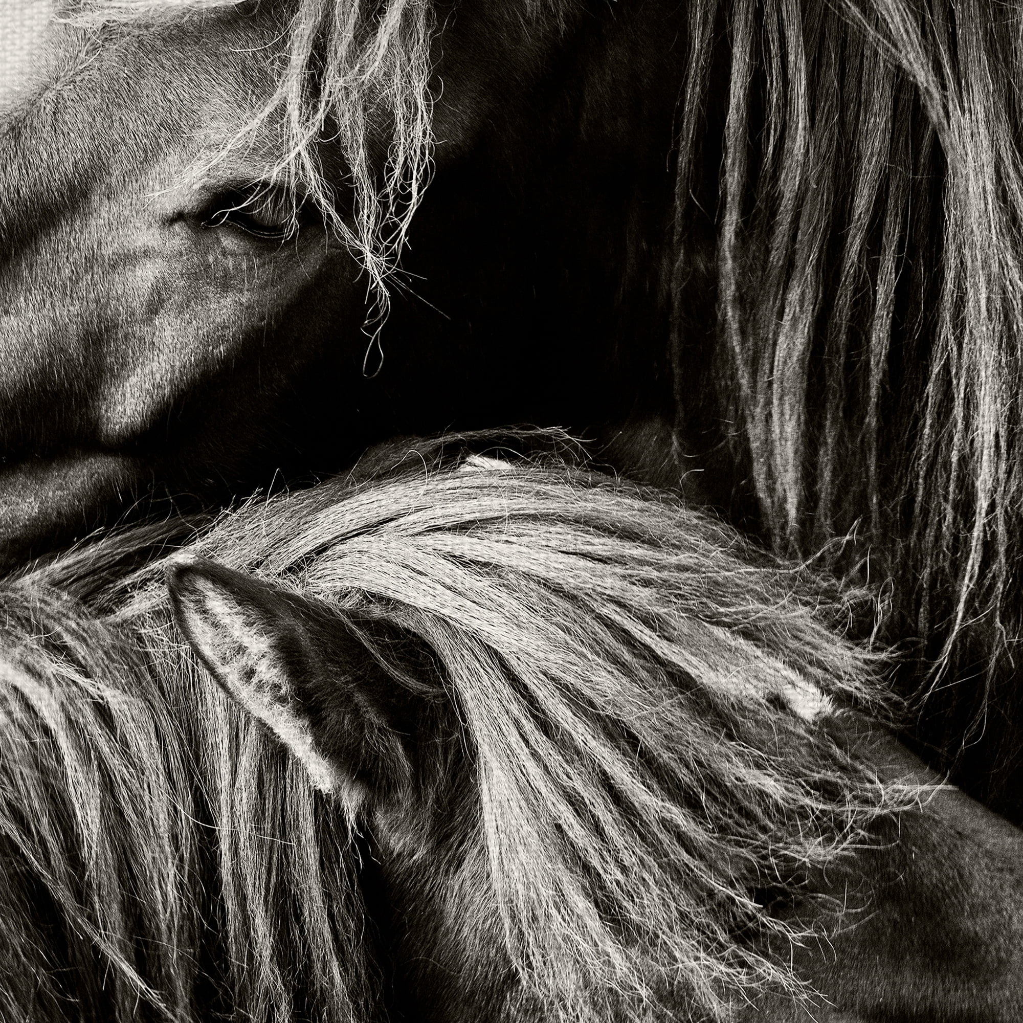 Masterpiece Art Gallery True Love Two Horses by Belle Maison Canvas Photo Art Print 22" x 28"