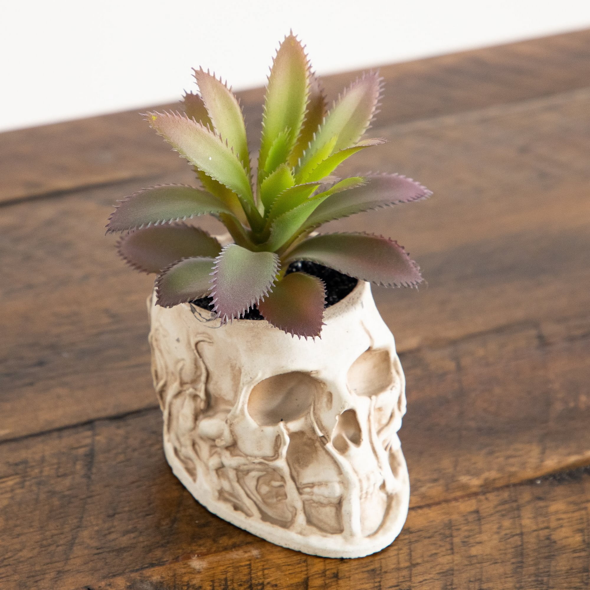 5.5in. and 9in. Artificial Halloween Succulent Garden in Skull Planter - Set of 2