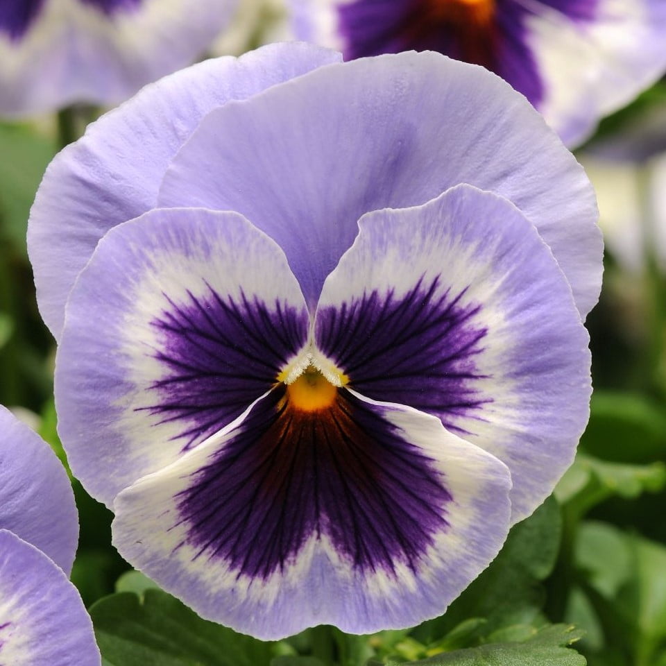 Expert Gardener 1.5 Gallon Multicolor Pansy Hanging Basket