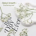 thumbnail image 3 of Topboutique 50 Pcs White Baby's Breath Flowers Bulk Dried Pressed Flowers Real Gypsophila Dried Flowers for Wedding Invitation, Scrapbooking, Art Craft DIY Making, Mini Size 2.3-3.1 inch, 3 of 7