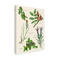 thumbnail image 2 of Trademark Fine Art 'Sweet Assemblage II' Canvas Art by Melissa Wang, 2 of 4