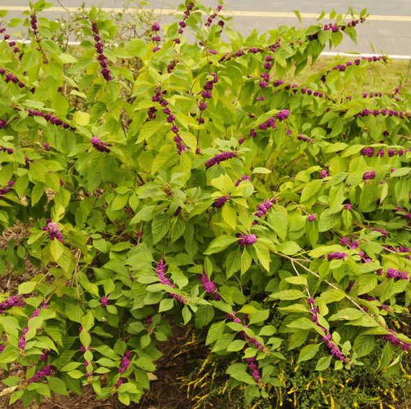 American Beautyberry Plant Live for Planting, Callicarpa Americana Plant for Home Garden 6 to 12 Inch Tall 4 Inch Pot