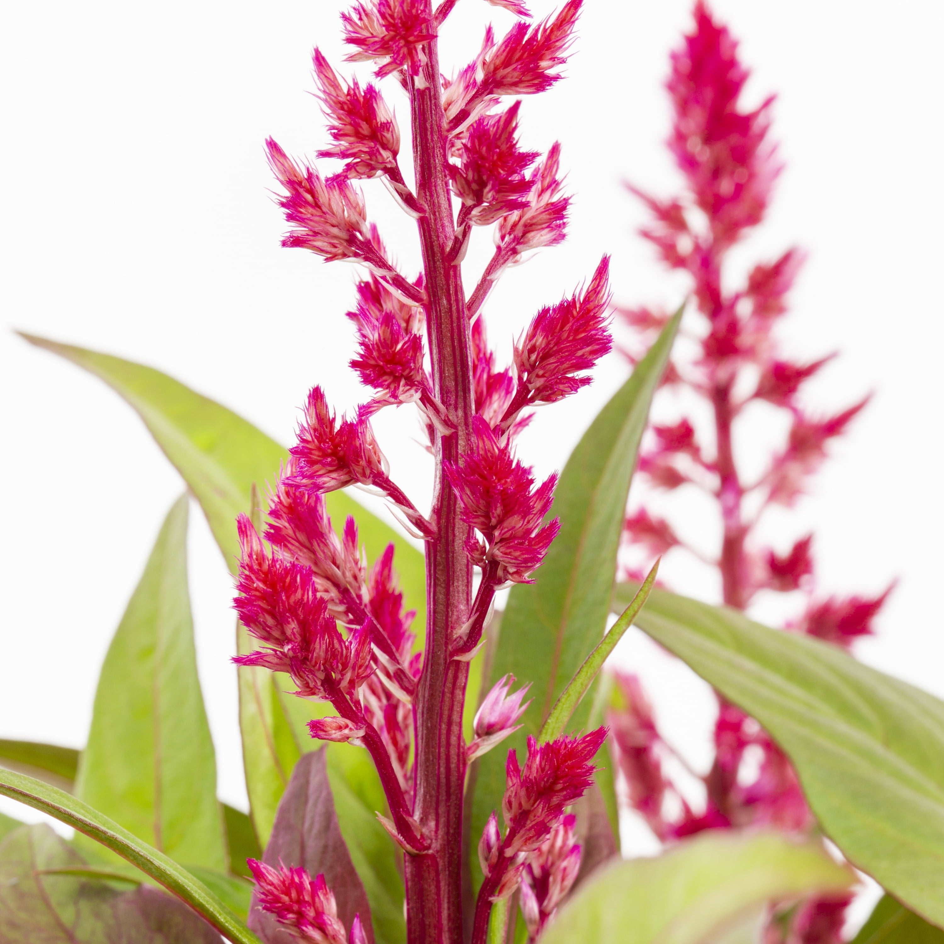 Dragons Breath 2QT Red Celosia Live Annual Plant Sun 3-Pack