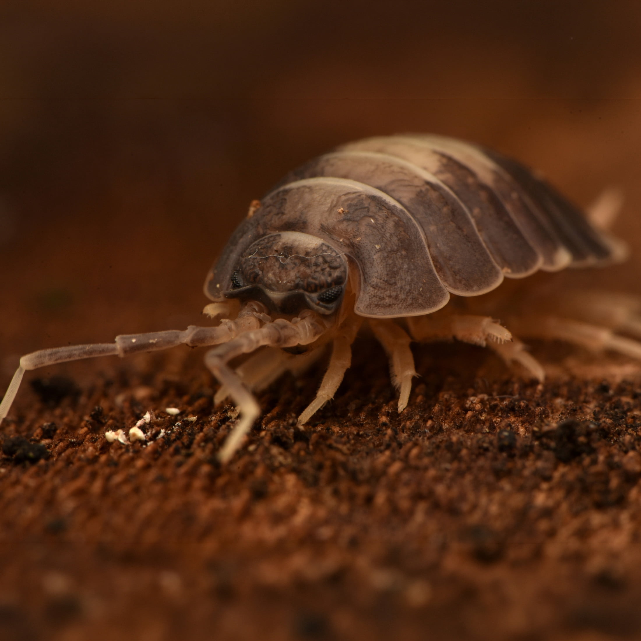 ReptiCulture Milkback Isopod 10 ct