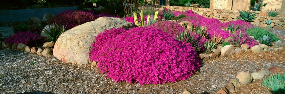 Pink Flowers Center