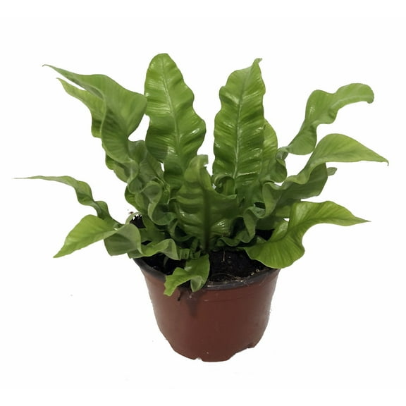 Crispy Wave Fern - 4" Pot - Asplenium - Houseplant