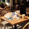 thumbnail image 4 of Btomtd Color Blocked Pet Strap And Leash Set Breathable Mesh Vests With Adjustable Straps Suitable For Small And Medium Cats And Dogs, 4 of 7