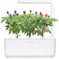 thumbnail image 3 of SHIQI-Smart Garden Purple Chili Plant Pods, 3-Pack, 3 of 4