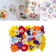 thumbnail image 3 of Flores Prensadas y Secas Zulema Decorativas Materiales Bricolaje, 3 of 5