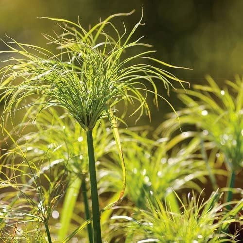 Nile Queen Papyrus  3 Live Plants  Cyperus Shade & Wet Tolerant Aquatic Foliage
