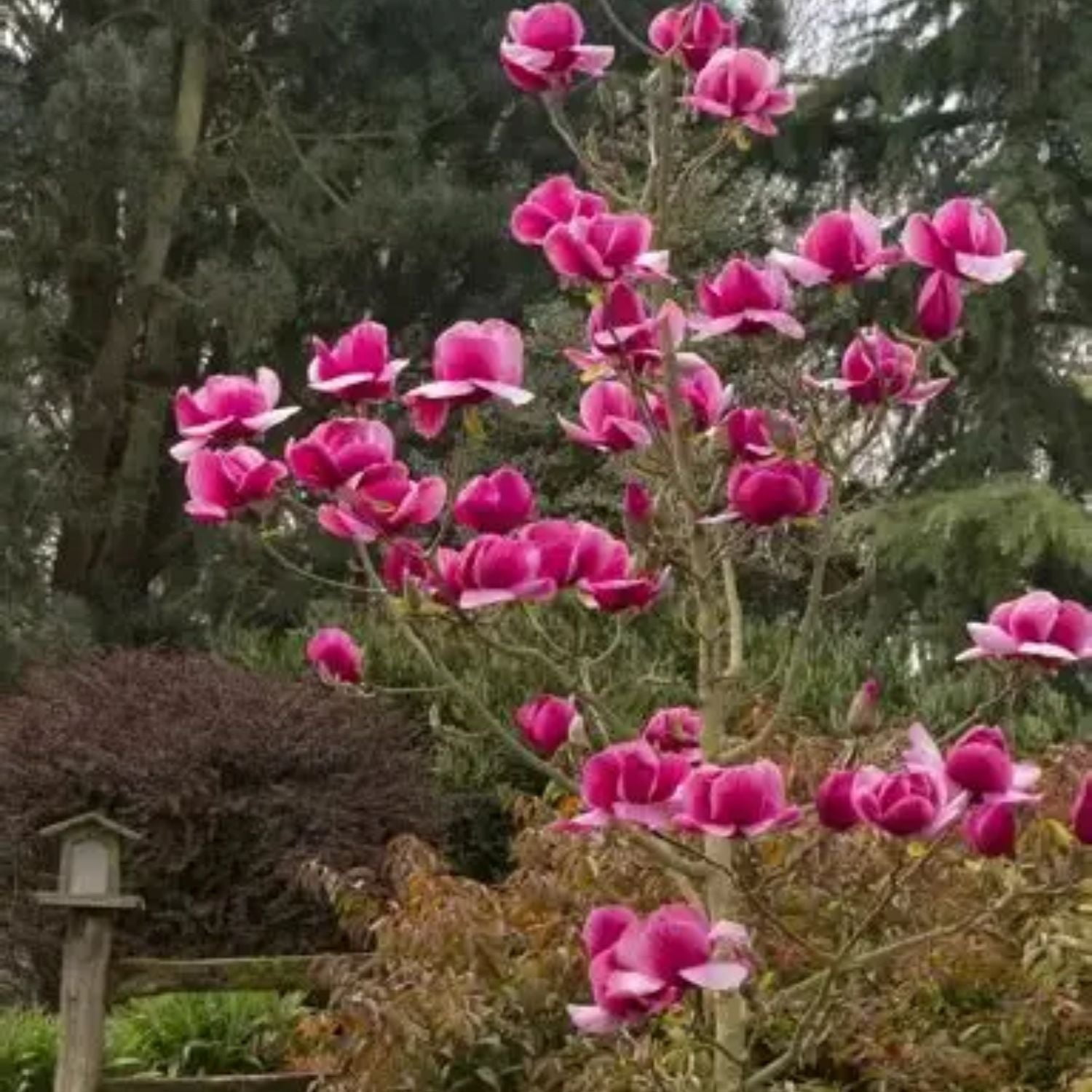 Expert Gardener 1-2' Magnolia Japanese Felix® Live Tree in 1 gal. Grower Pot