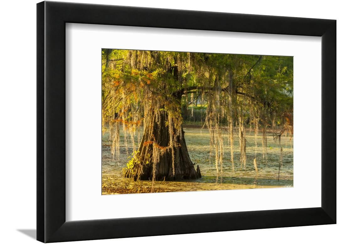 Louisiana, Lake Martin. Cypress Tree in Swamp Framed Print Wall Art by ...