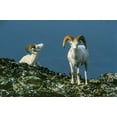 thumbnail image 2 of Garber, Howie 32x23 Black Ornate Wood Framed with Double Matting Museum Art Print Titled - Two Dall Sheep Rams on ridge-Denali National Park-Alaska, 2 of 4