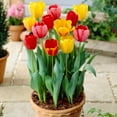 thumbnail image 7 of Garden State Bulb Darwin Hybrid Tequila Sunrise Mix Tulip Flower Bulbs, 12/+ cm (Bag of 50), 7 of 7