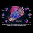 thumbnail image 4 of Foot Massager For Neuropathy Circulation - Therapeutic Device For Standing Workers With Pain Relief, 4 of 5
