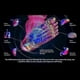 thumbnail image 4 of Foot Massager for Neuropathy & Circulation - Therapeutic Device for Standing Workers with Pain Relief, 4 of 5