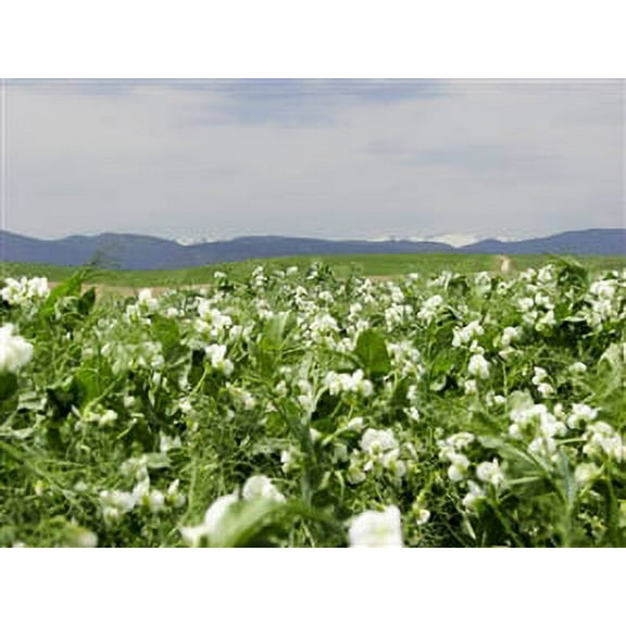 Lynx Winter Pea Seed - 5 Lbs.