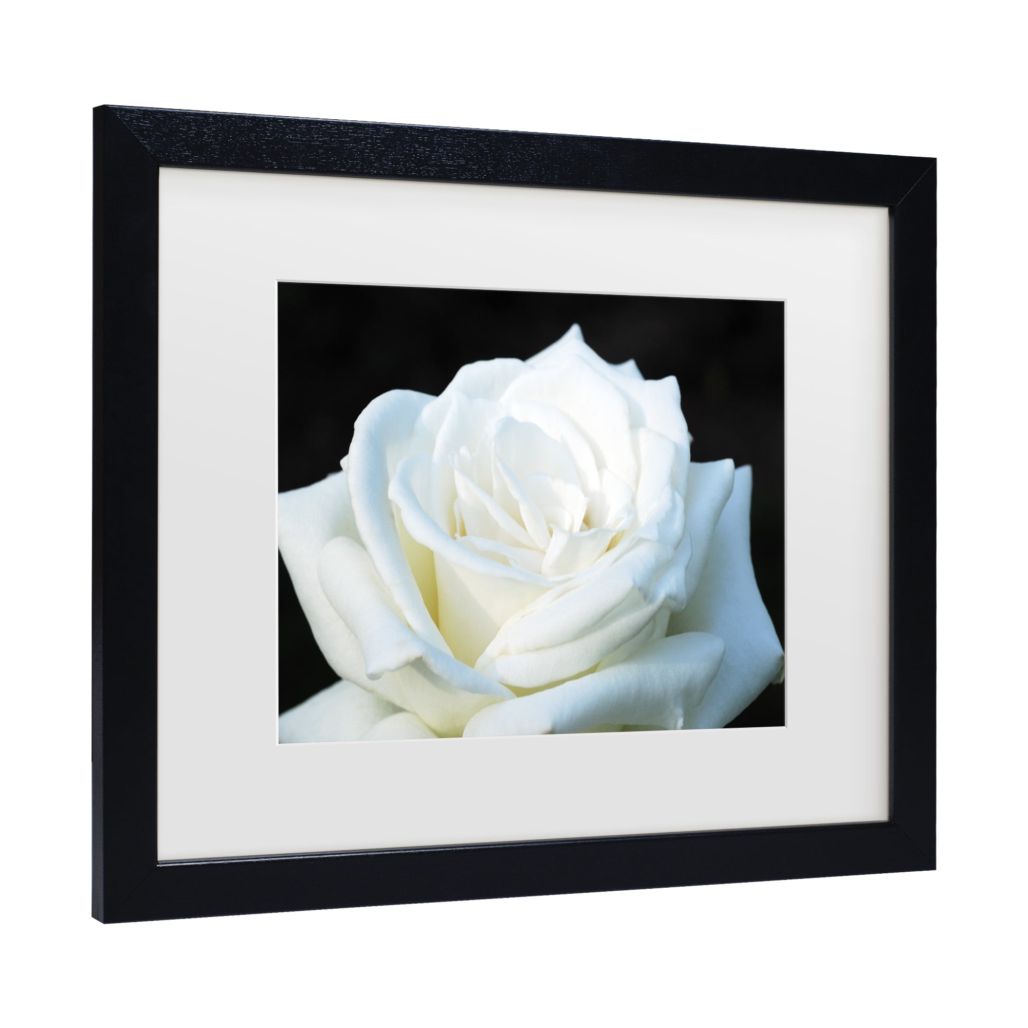 Trademark Fine Art 'White Rose II' Canvas Art by Kurt Shaffer