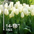 thumbnail image 5 of Garden State Bulb Fosteriana White Emperor Tulip Flower Bulbs, 12/+ cm (Bag of 25), 5 of 8