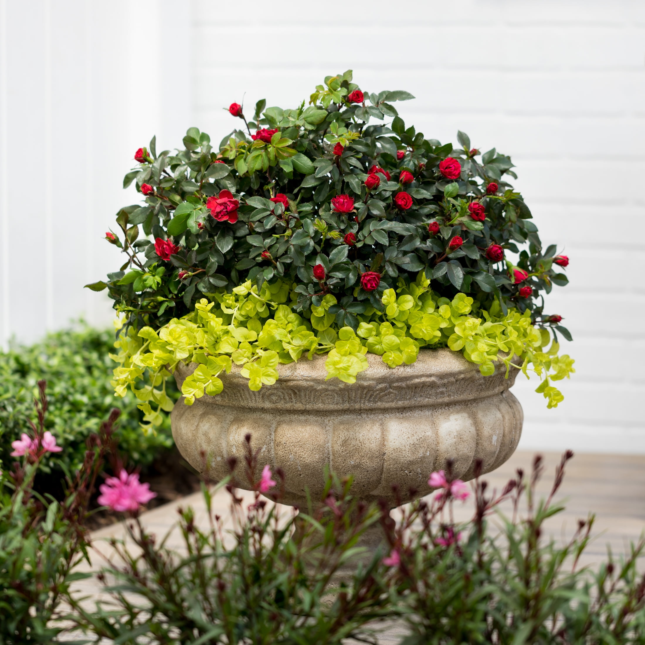 The Knock Out® Family of Roses 'The Petite Knock Out® Rose' Live Shrub in 2-Quart Grower Pot (3-Pack)