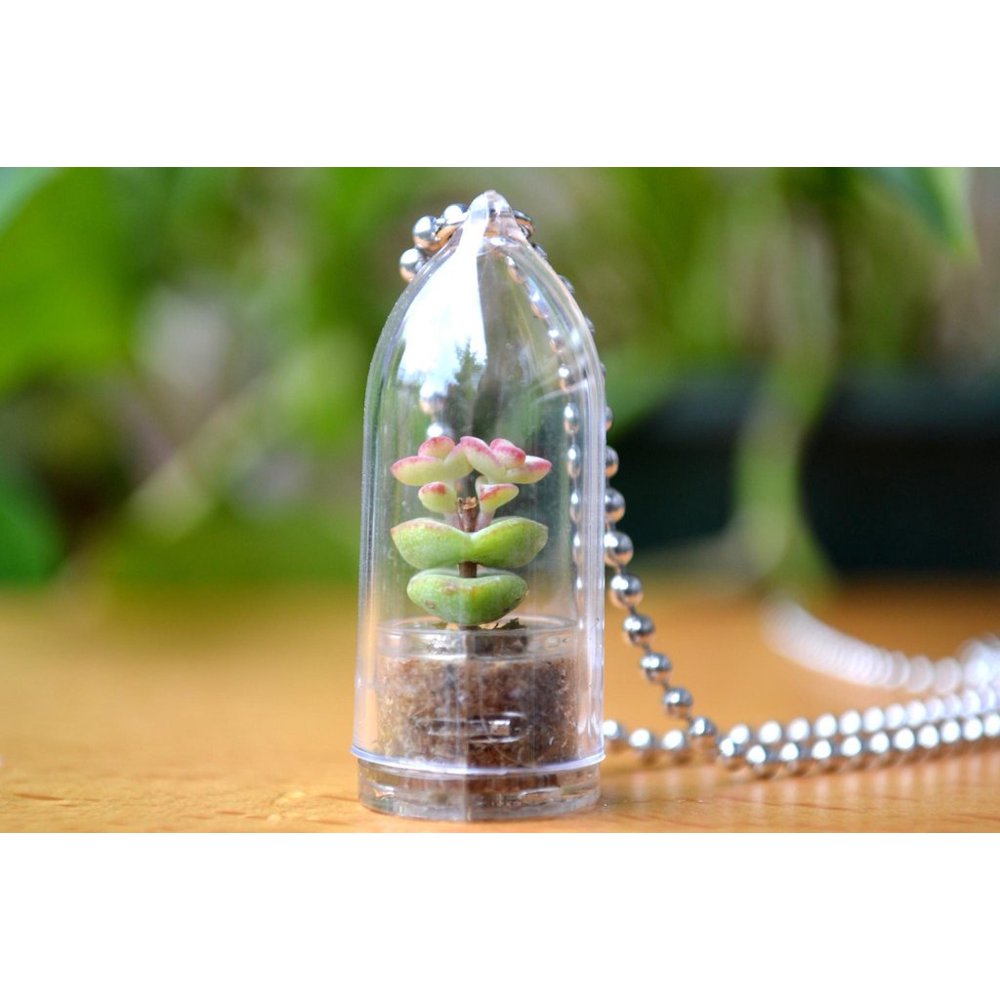 Baby's Necklace Live Succulent Plant Necklace. Succulent Terrarium Gift