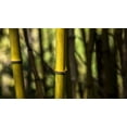 thumbnail image 2 of Crane, Rita 24x15 White Modern Wood Framed Museum Art Print Titled - Bamboo Afternoon III, 2 of 4
