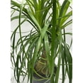 thumbnail image 3 of Indoor Stumpy Palm, Very Large Stump in 6 inch Pot, 3 of 7