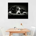 thumbnail image 2 of Nawypu  Framed Canvas Wall Art Emotion Photo Down Black and White Border Collie Photo Print Large Size Artwork Stretched &amp; Framed Poster Home Decor for Living Room Ready to Hang, 2 of 4