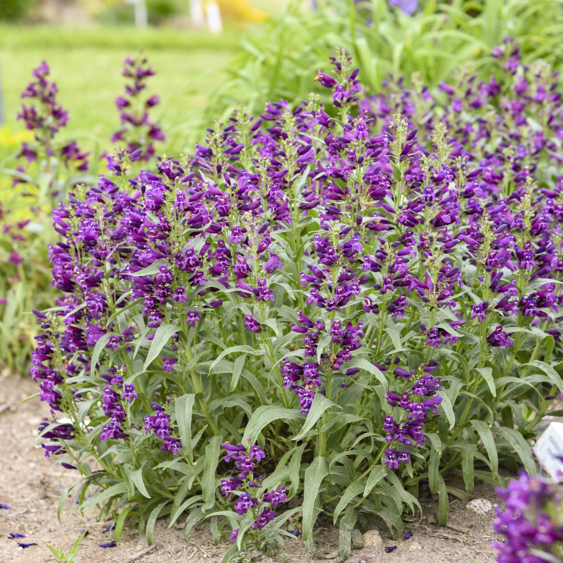 Proven Winners 6" Purple Bejeweled 'Dark Amethyst' Bearded Penstemon Live Plant in 6.5" Pot