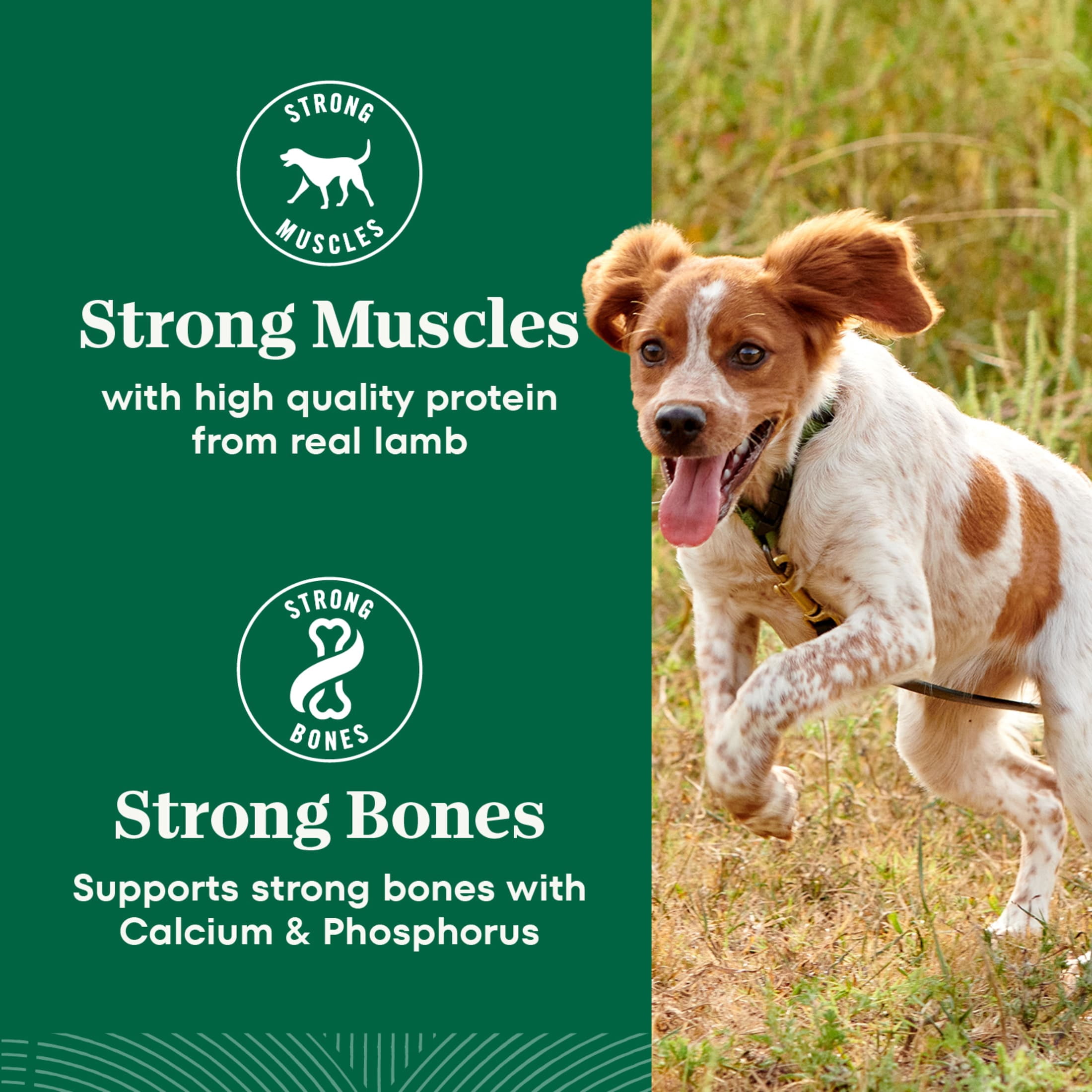 Nutro Natural Choice Adult Small Bites Dog Food Recipe Lamb & Brown Rice, 5 Lb Bag