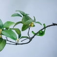 thumbnail image 4 of Matoen Adjustable Bending Low Stress Training Hydroponic Growth Device, 4 of 5