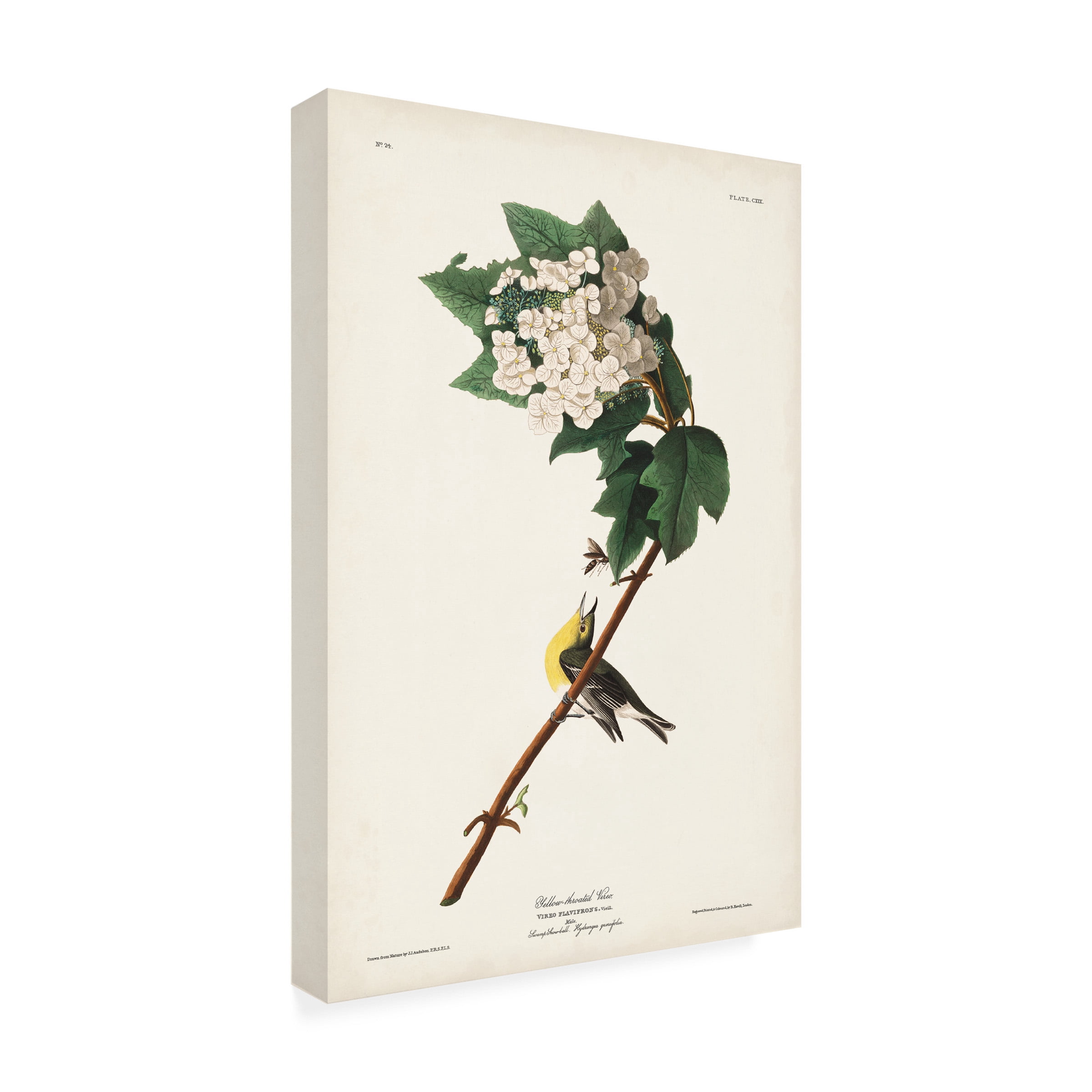 John James Audubon 'Yellow Throated Vireo' Canvas Art