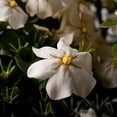 thumbnail image 3 of Southern Living Scentamazing Gardenia Live Shrub in 2.5-Quart Grower Pot, 3 of 7