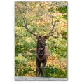 thumbnail image 1 of Picture-Tiles.com: Deer Ceramic Tile Wall Mural WAL500457-46L. 32"W x 48"H using (24) 8" x 8" Ceramic Tiles-Satin Finish, 1 of 3