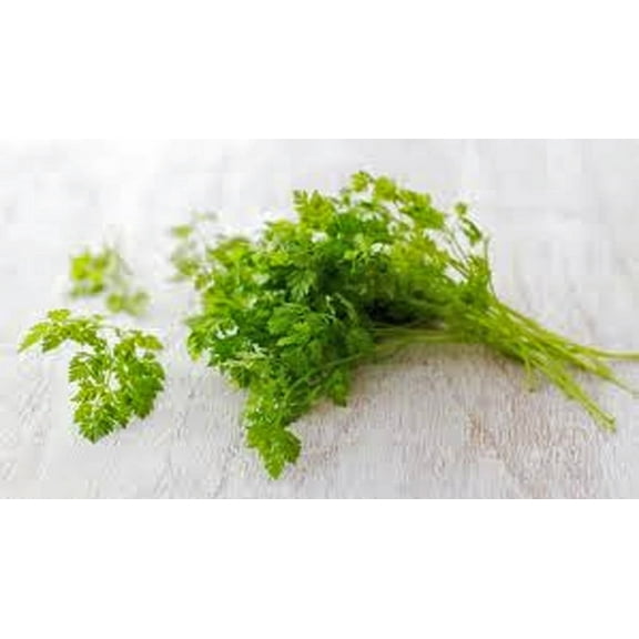 Chervil Seeds, Herb, 500 Seeds Non GMO, Use The herb Fresh to Flavor vinaigrettes. Culinary Herb Seeds for Planting, Grow Kitchen Herbs Indoors/Outdoors
