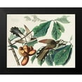 thumbnail image 2 of Audubon, John James 18x15 Black Modern Framed Museum Art Print Titled - Yellow-billed Cuckoo, 2 of 5