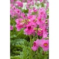 thumbnail image 2 of 10 Cheron PINK HARDY GLOXINIA Incarvillea Delavayi Flower Seeds, 2 of 9