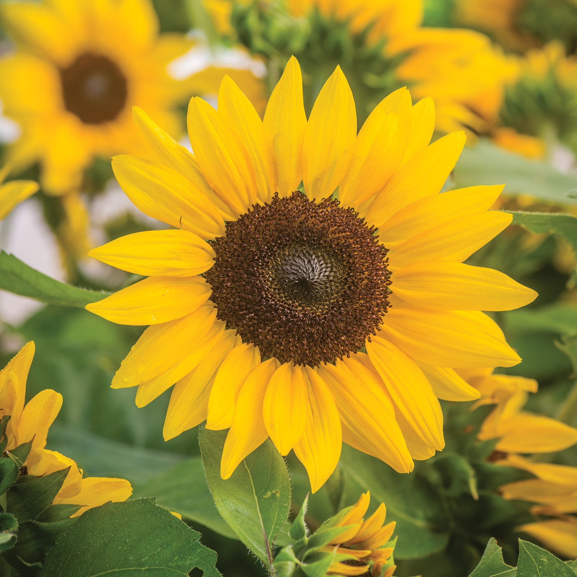 Burpee Sunray Yellow Dwarf Sunflower Seeds, Easy to Grow