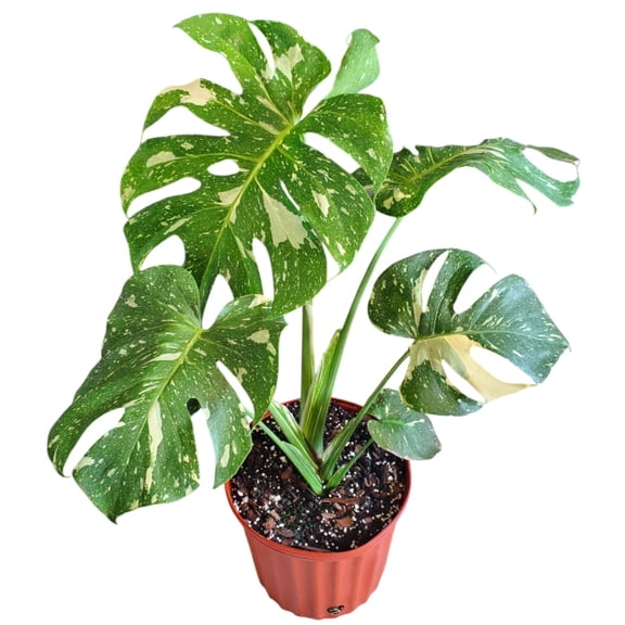 Large Thai Constellation Monstera Live Plant, 3 Gallon Pot, 24–28 Inches Tall, Rare Variegated Tropical Houseplant, Indoor Plant for Home or Office