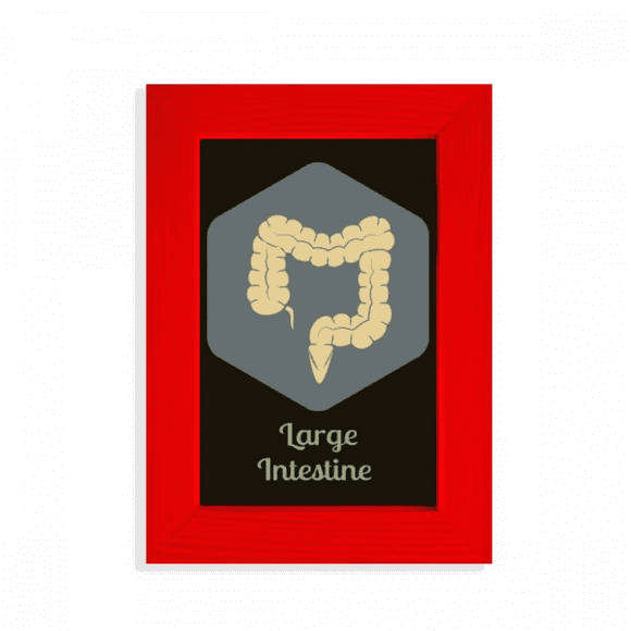 Body Large Intestine Picture Display Art Red Photo Frame