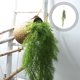 thumbnail image 2 of 4 piezas de agujas de pino realistas de ratán para emulación de plantas, decoración de ratán para el hogar., 2 of 6