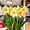 D, variant on Variegated Amaryllis, Hardy Perennial Garden Decor for Plant Hangers & Outdoor Low Maintenance (Boom year and year)
