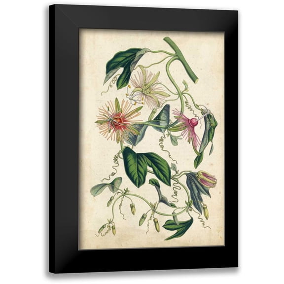 Van Houtteano, Horto 11x14 Black Modern Framed Museum Art Print Titled - Coral Beauties IV